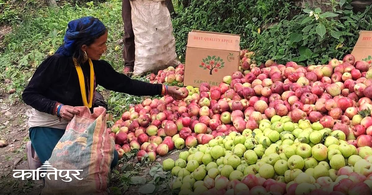 Karnali Apple Farmers Get Rs 45, Sold at Rs 250 in Kathmandu