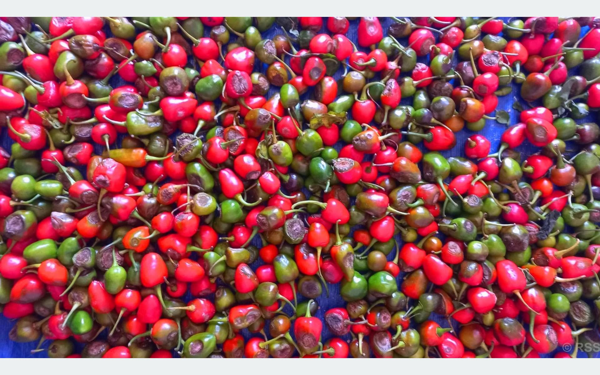 Akabare Chili Farmers in Bhojpur Worried Over Kotre Disease