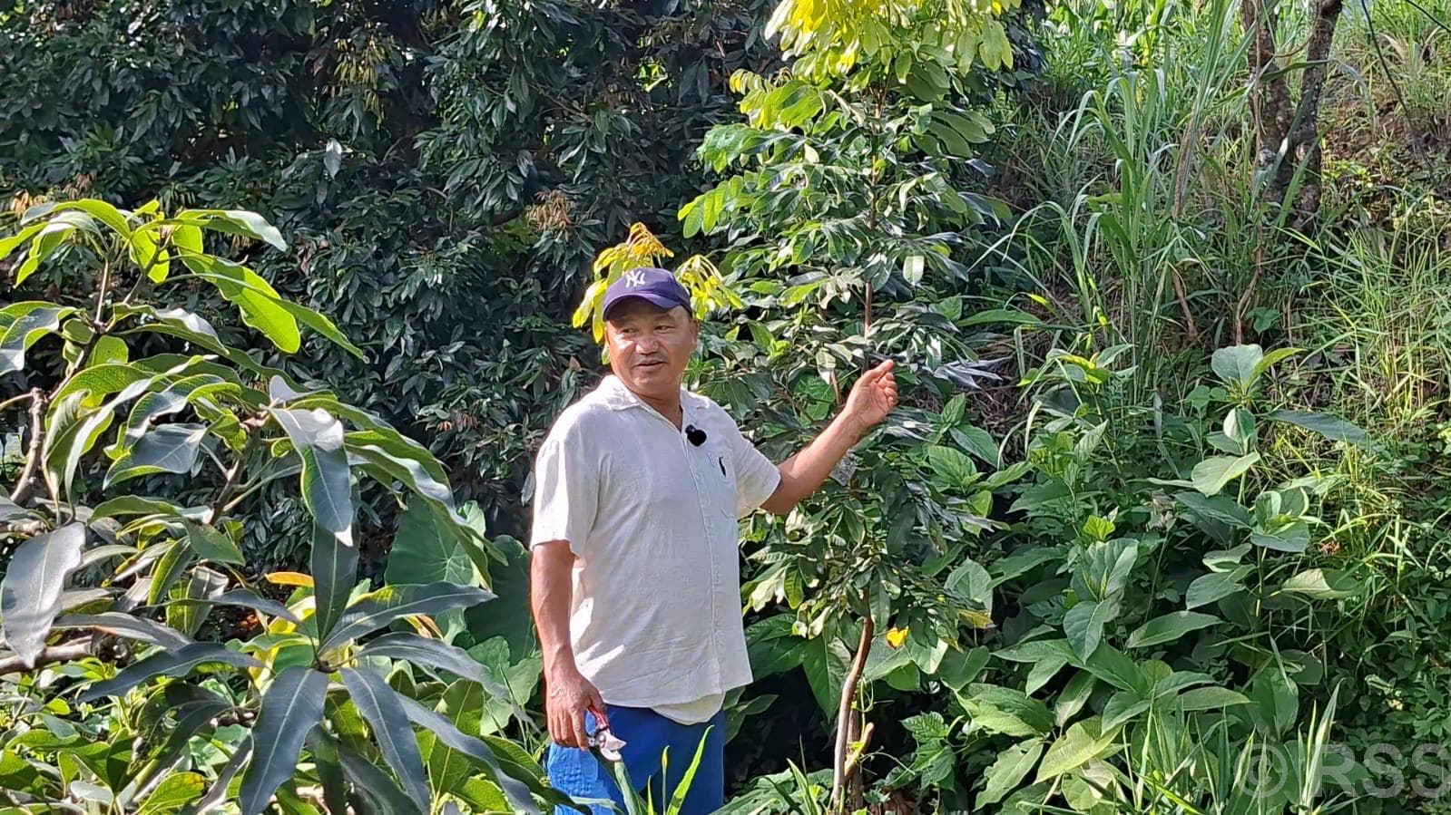 Sub-Engineer Turns Barren Land into Fruit Orchard in Gulmi