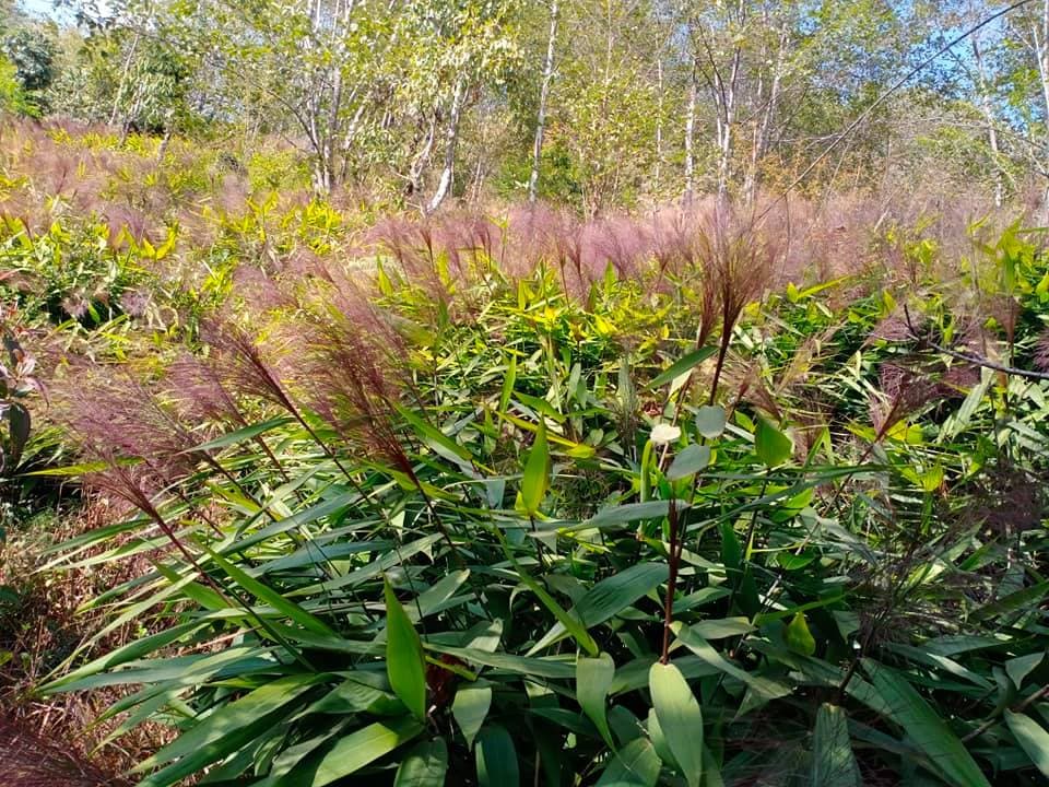 Broom Grass Farming Boosts Income in Nepal's Nawalparasi